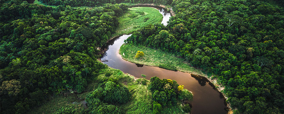 Green forest in Brazil